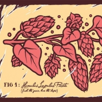 La Pirata Lupulus Pirata