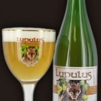 BRASSERIE LUPULUS  Lupulus Triple - Biermarket