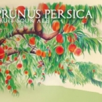 Sesma Prunus Persica